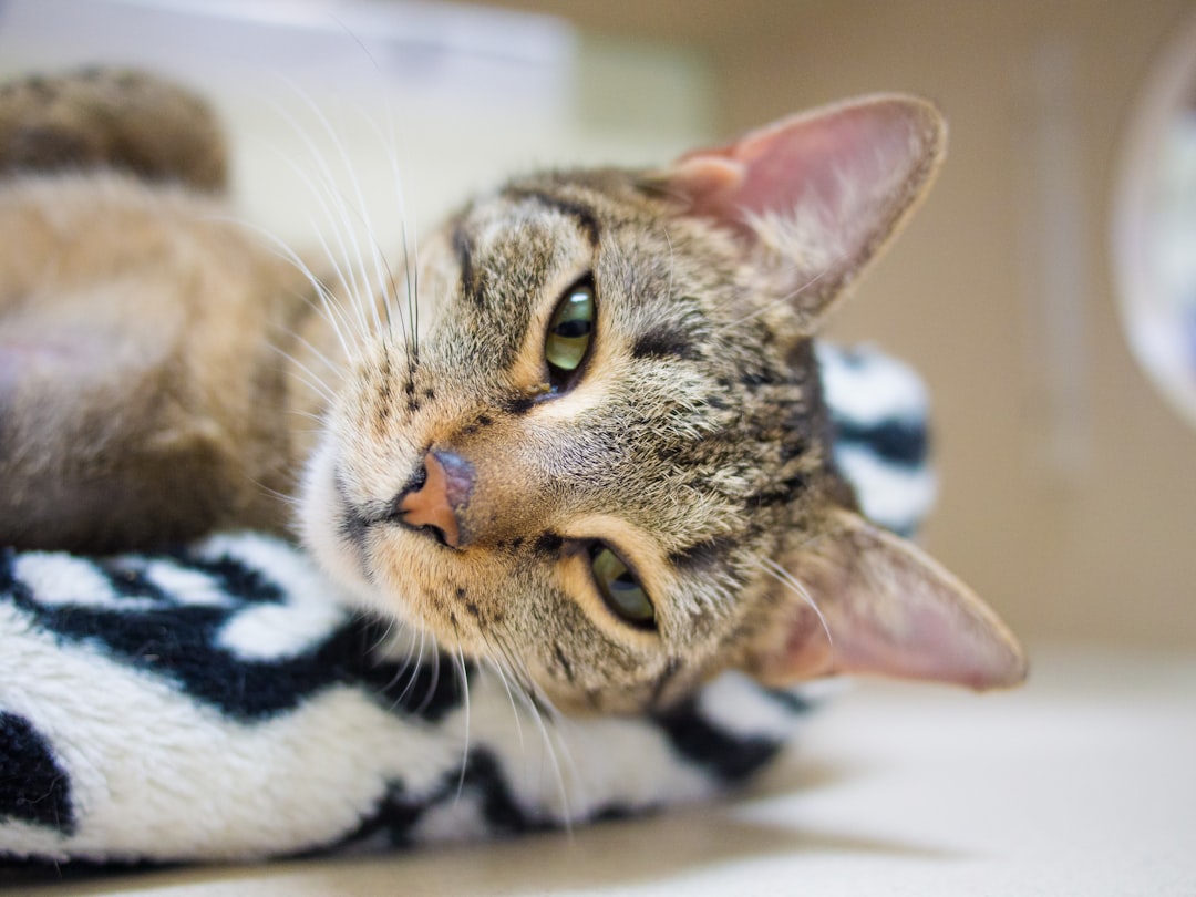 A cat available for adoption through the Merced SPCA