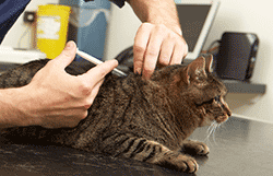 Microchip icon