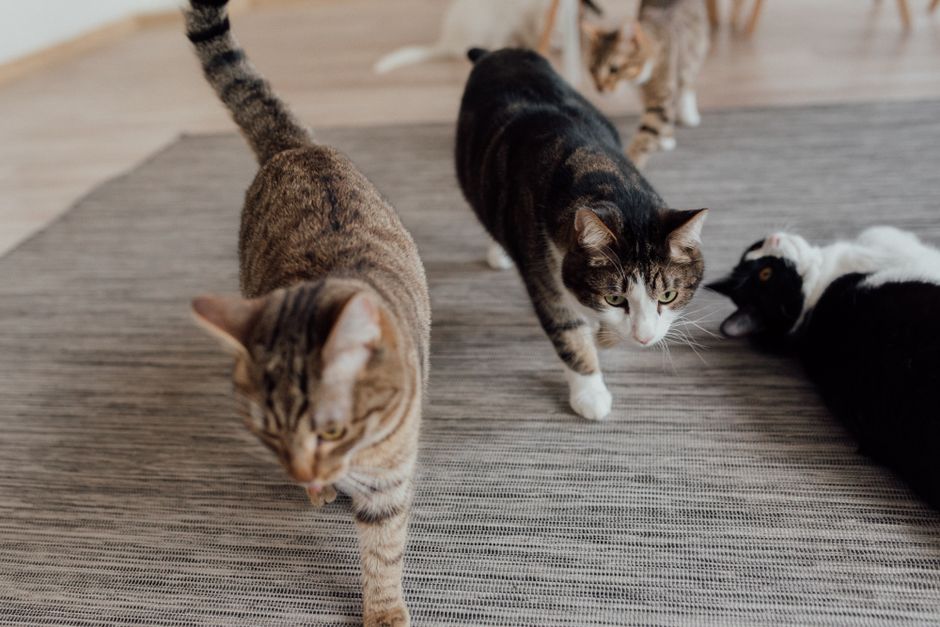 Multi-Cat Households: How Many Cats Is Too Many?