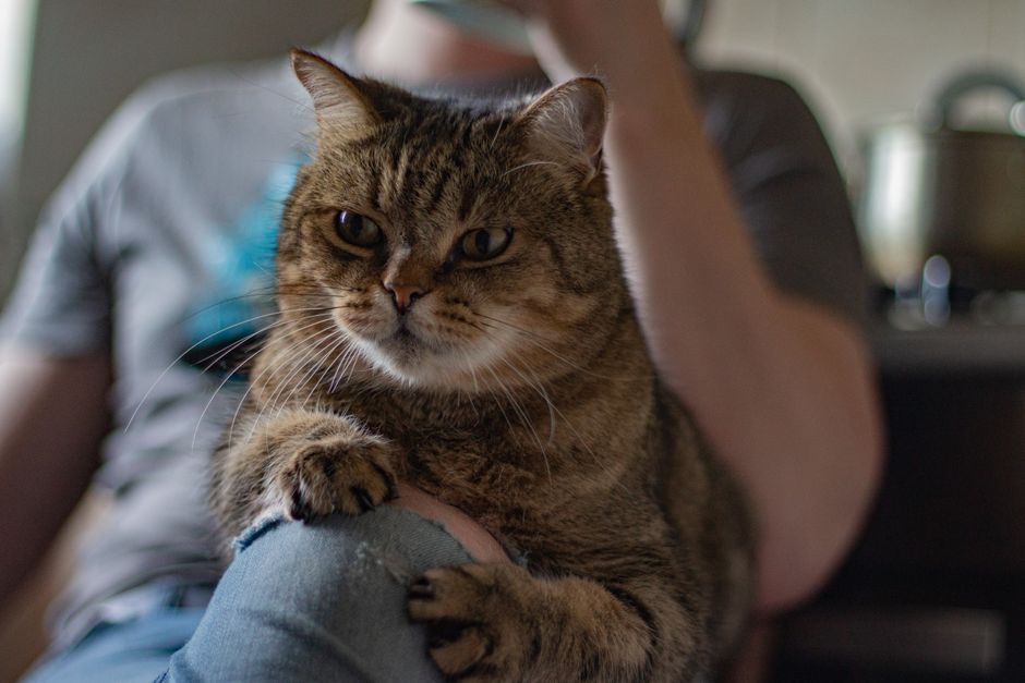 An owner giving individual attention to one cat in a multi-cat household