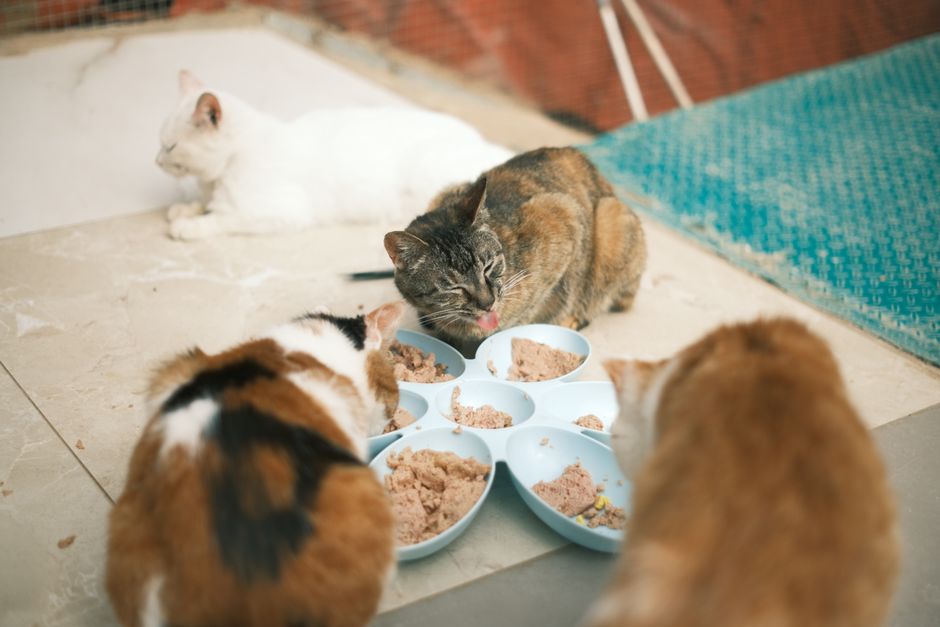 Cats sharing food and resources in a well-managed multi-cat home