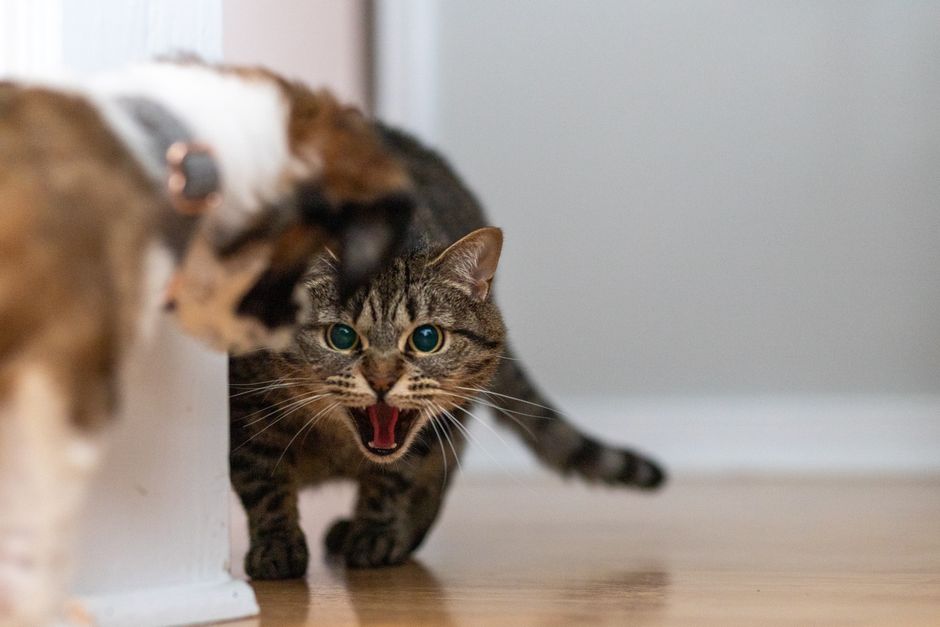 Tension between cats can be a sign a household has reached its limit