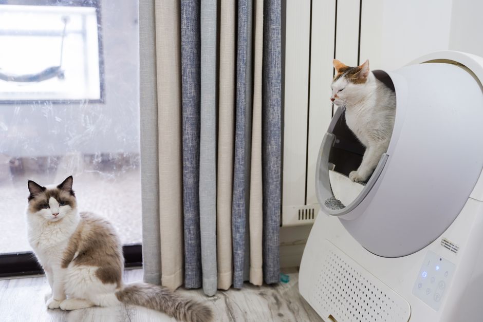 Multiple litter boxes set up for a multi-cat household