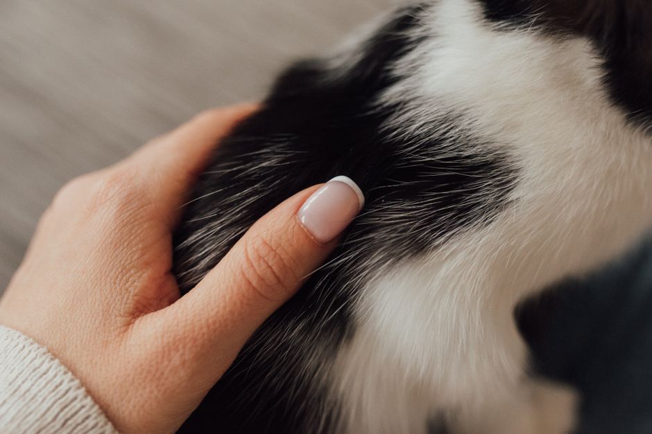 Soft nail caps used as a humane alternative to declawing
