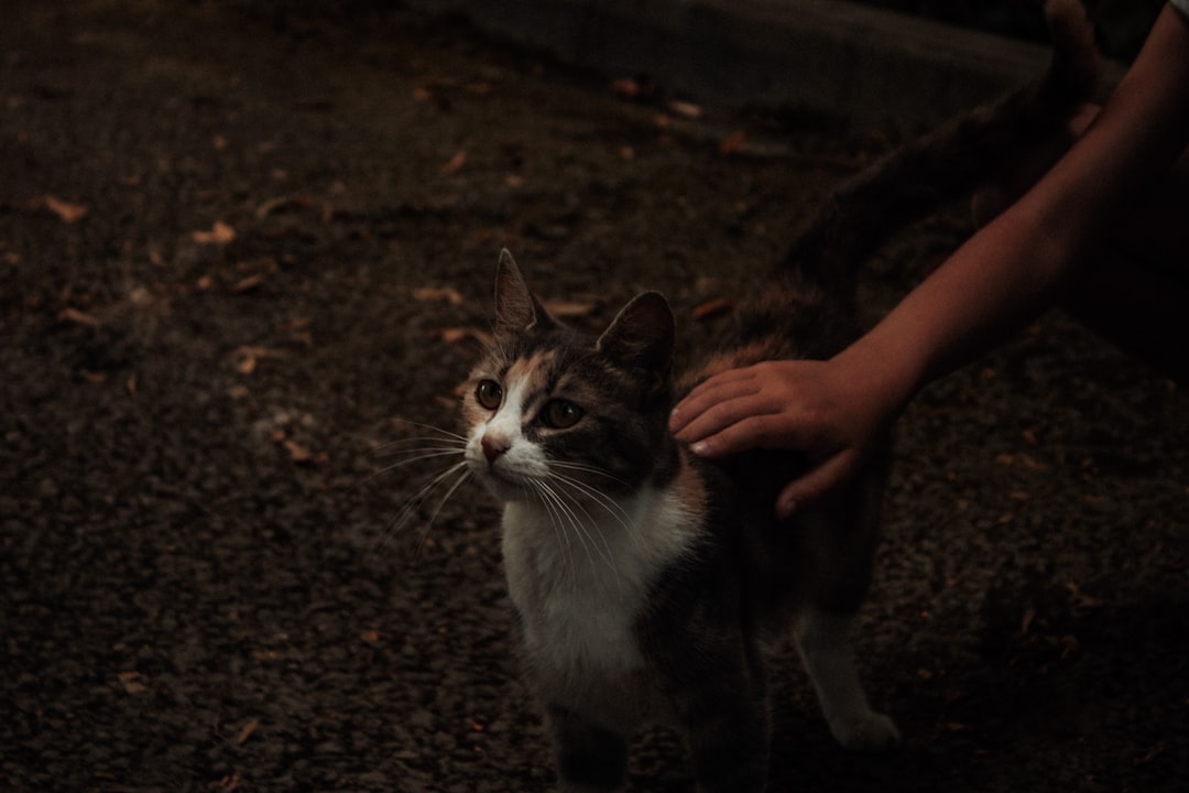 A cat beginning to build trust and approach its new owner