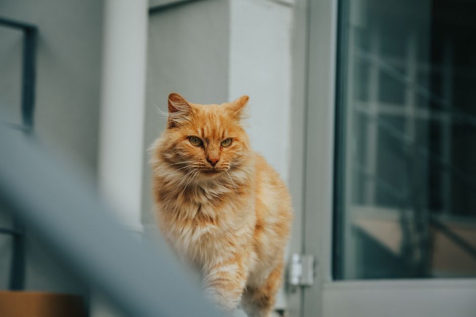 A cat gaining confidence and exploring more of its new home