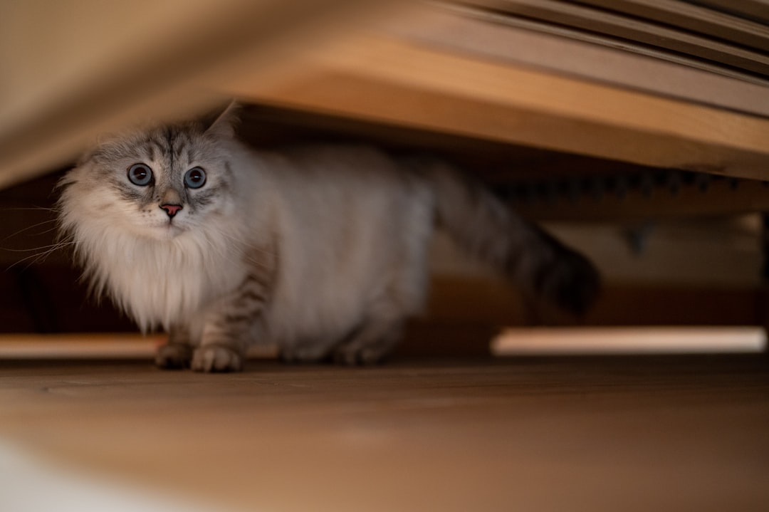 First 30 Days with a New Cat: A Week-by-Week Guide