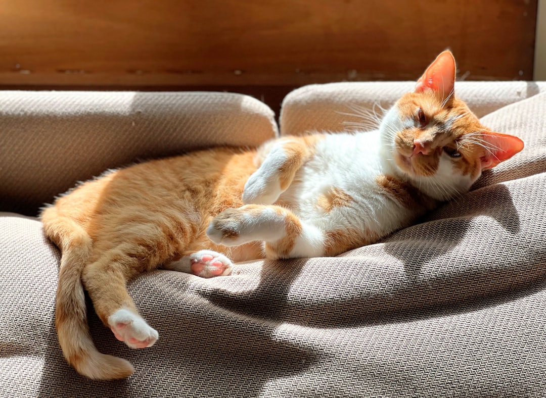 A cat fully settled and relaxed after adjusting to its new home