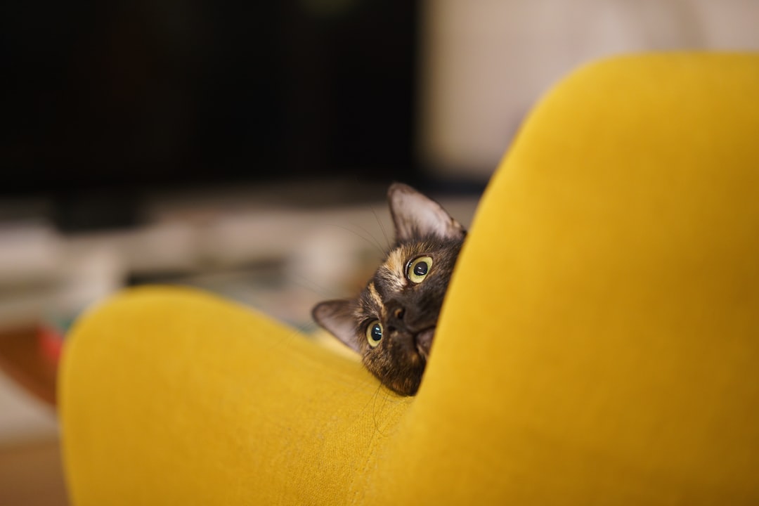 A new cat hiding during the first few days, a normal adjustment behavior