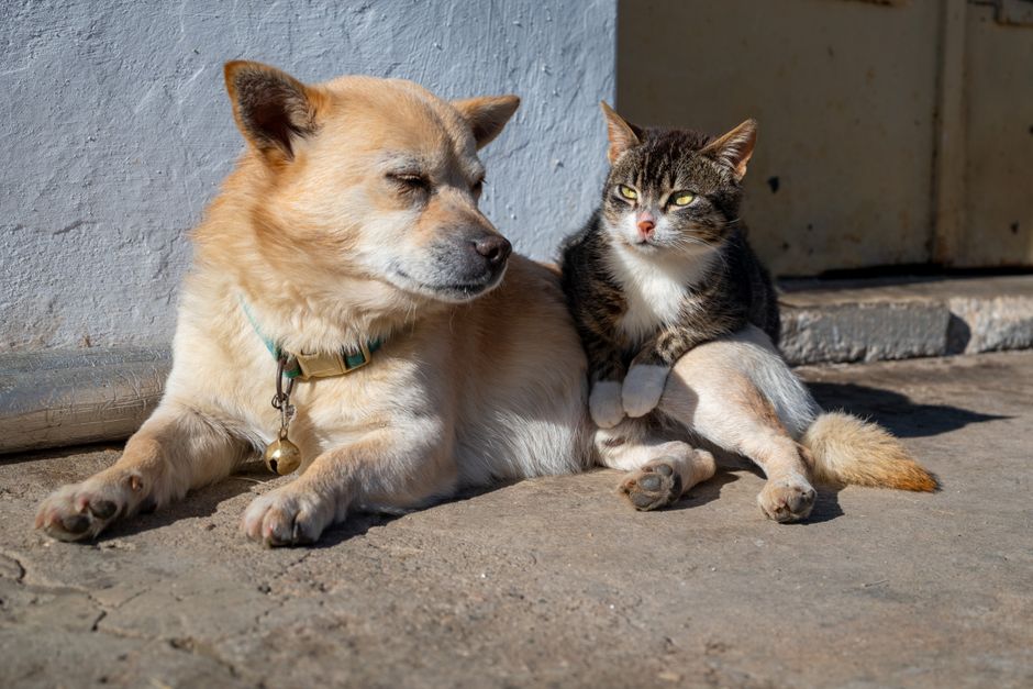 A newly adopted cat resting comfortably alongside a resident dog
