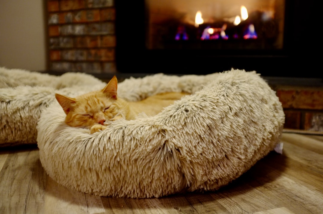 A quiet starter room set up for a newly adopted cat