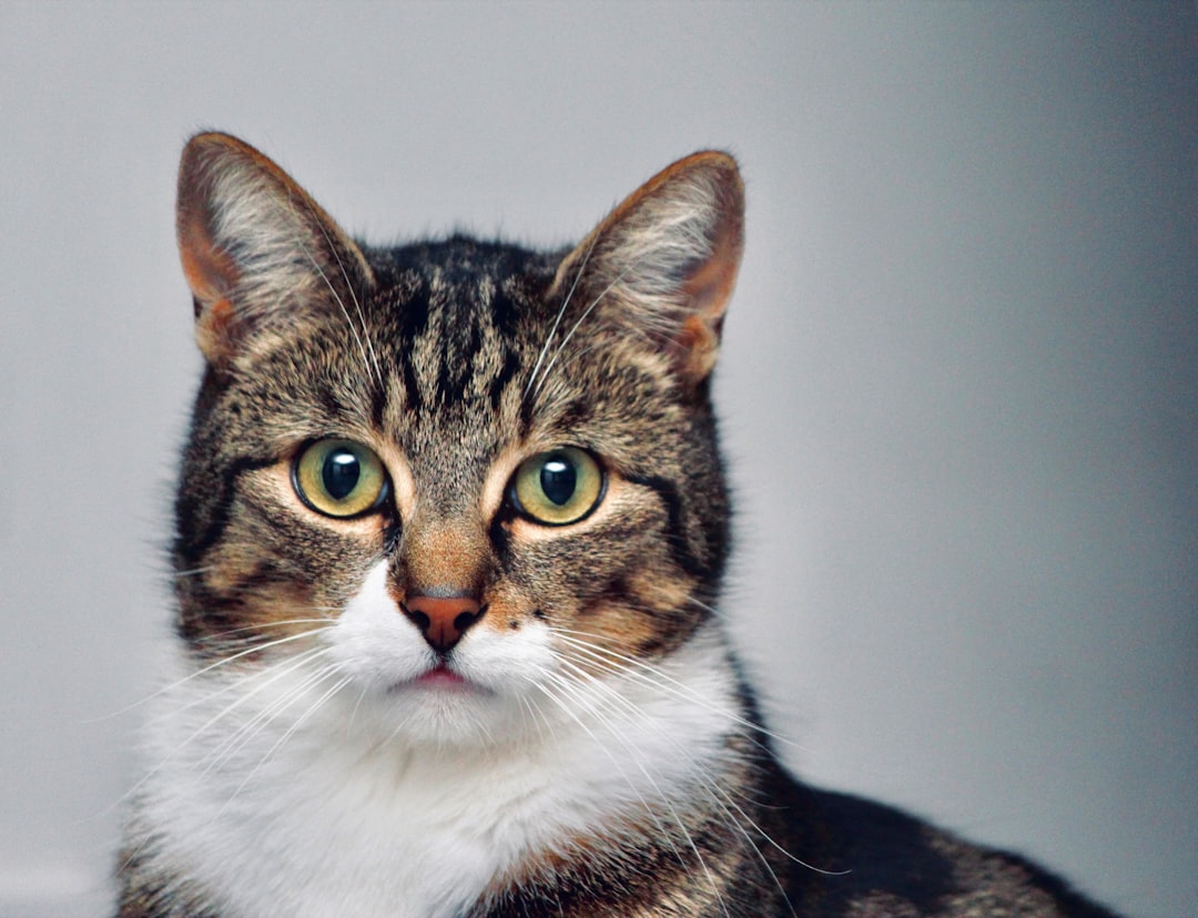 A cat rescue benefiting from a combined cash and in-kind giving strategy