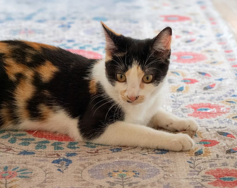 The first cat rescued by a newly formed nonprofit organization