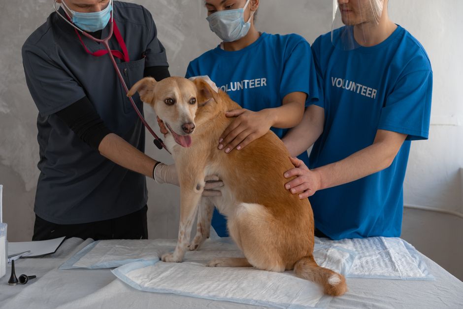 A veterinarian partnership meeting for a new rescue nonprofit