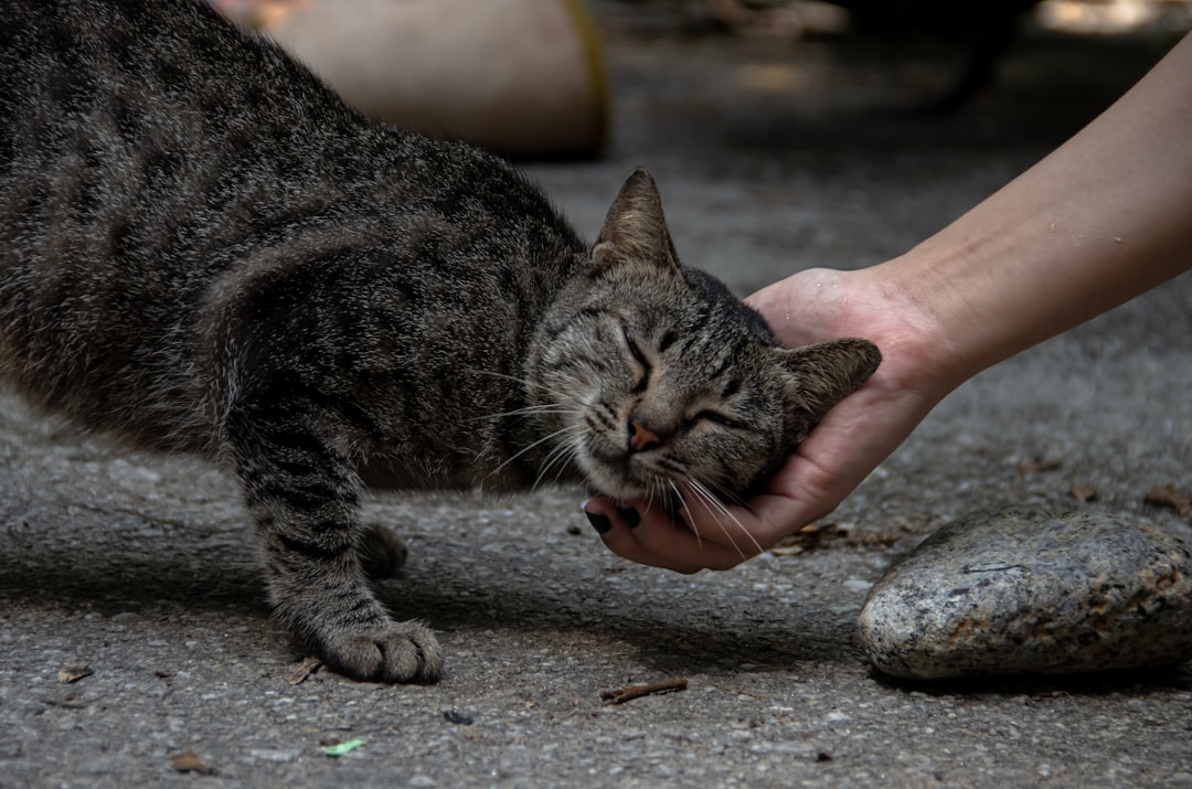 A cat cared for at a Clovis area cat sanctuary