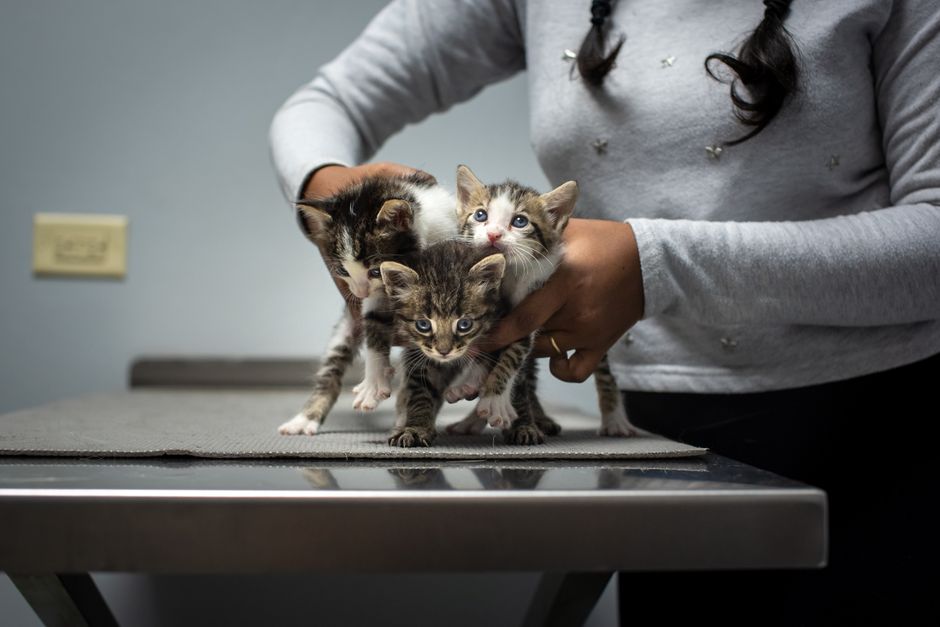 A cat adoption event with volunteers in the East Bay