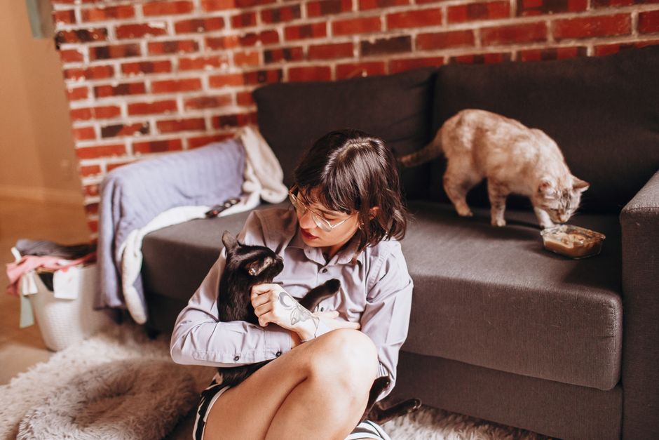 Cat Adoption in Oakland, CA: Shelters, Fees & Where to Go