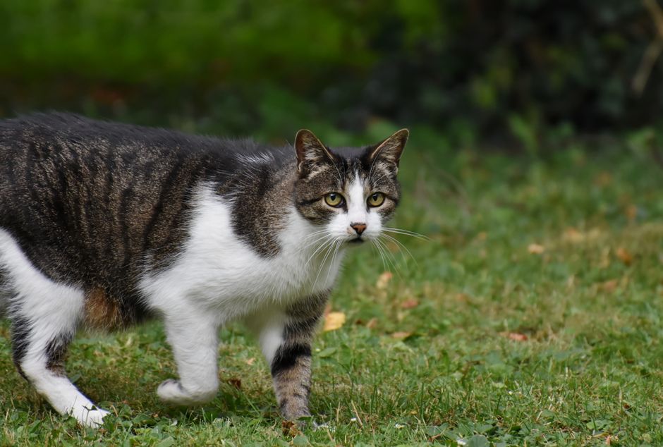 An outdoor cat exploring a garden, facing more environmental risks than an indoor cat