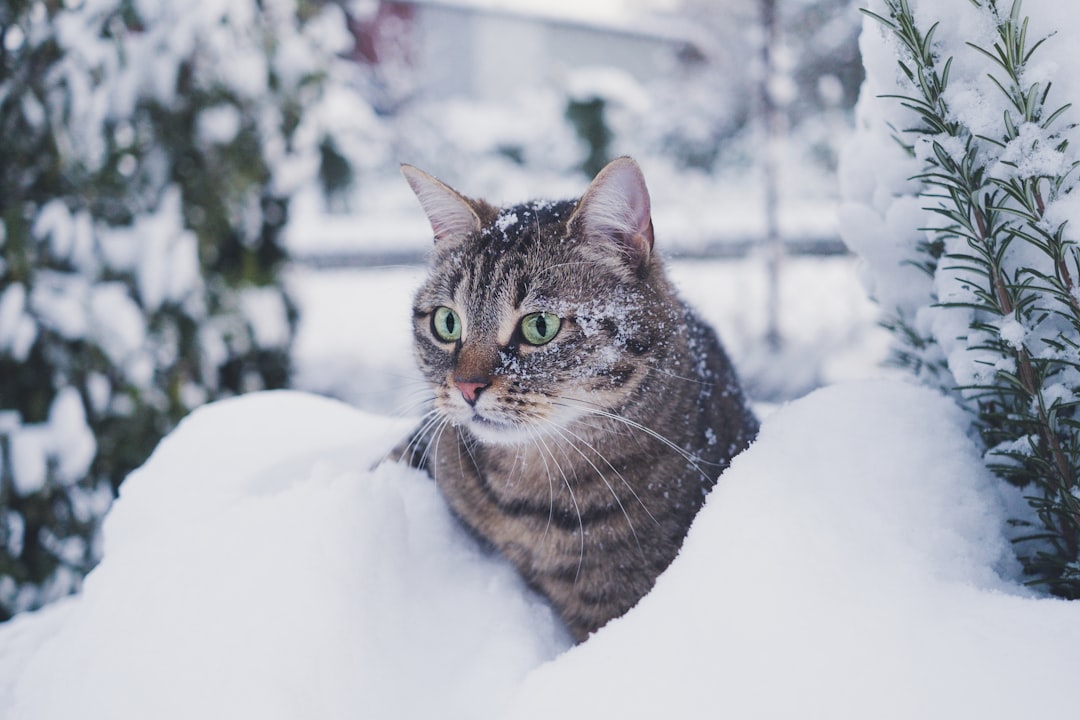 A community cat using a warm winter shelter during cold weather