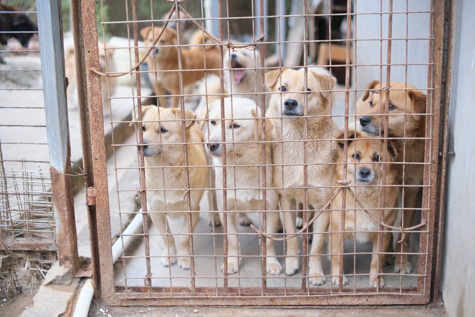 An overcrowded shelter with many cats waiting in kennels