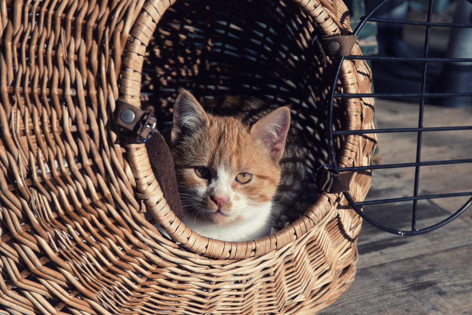 A cat in a carrier at a Pet Food Express adoption event in Oxnard