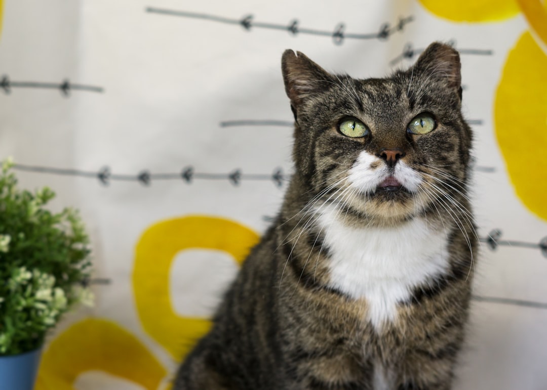 A senior cat with a discounted adoption fee in Ventura County