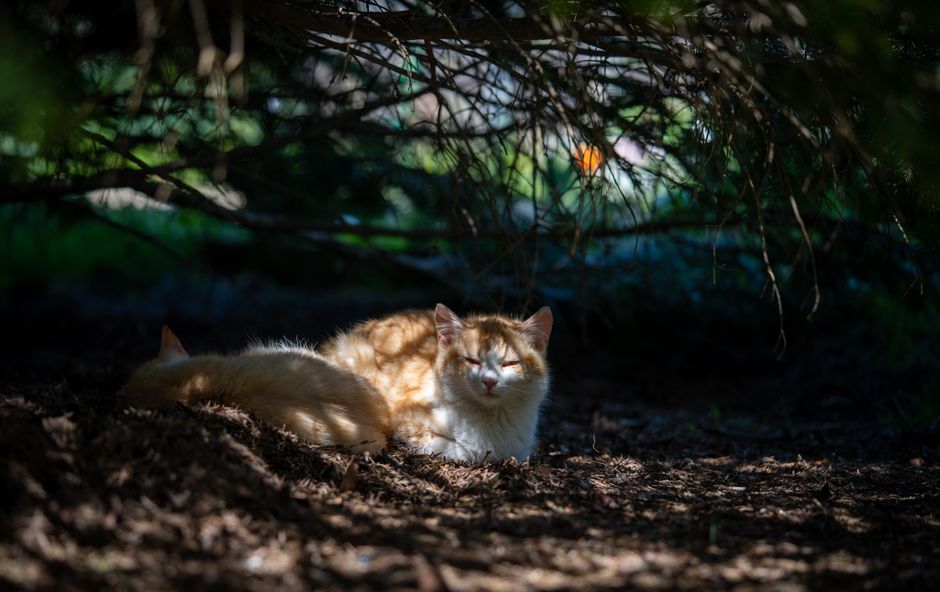 A cat resting in the shade during desert heat near Palm Springs