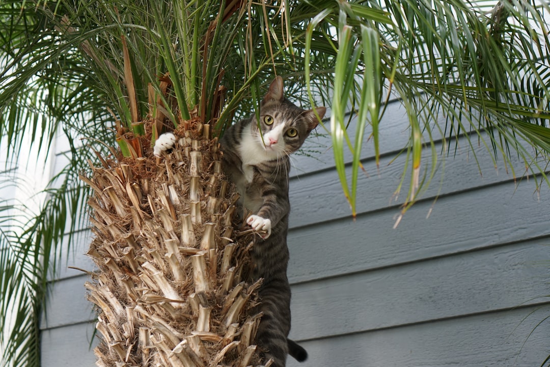 A newly adopted cat in its new Palm Springs home