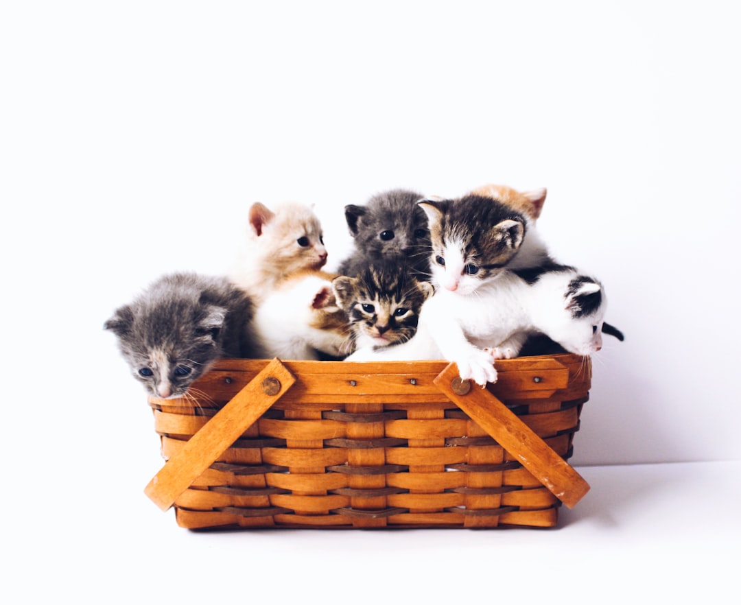 Pet food banks and financial assistance programs can help owners in a temporary bind