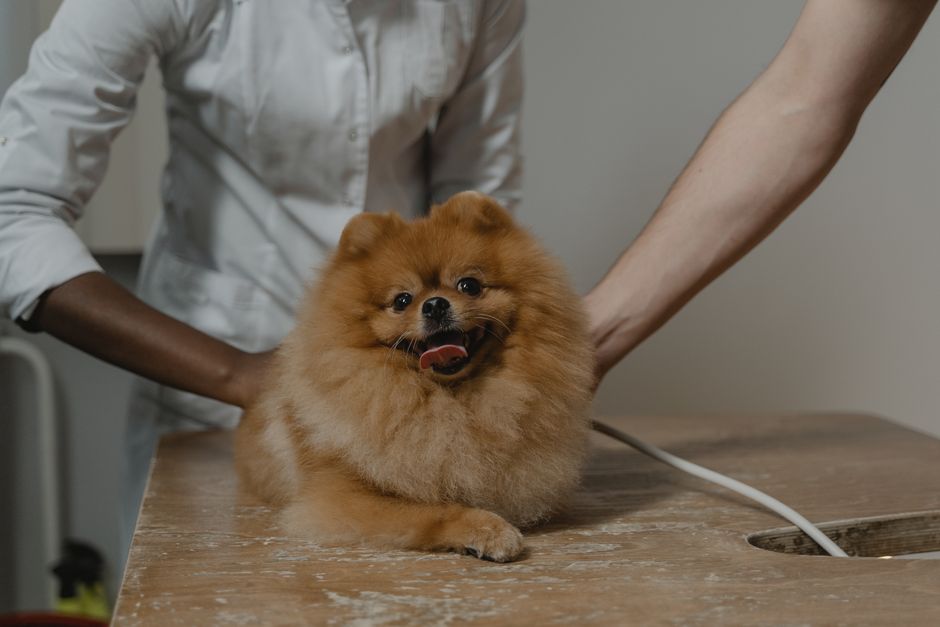 Is Pet Insurance Worth It for Cats?