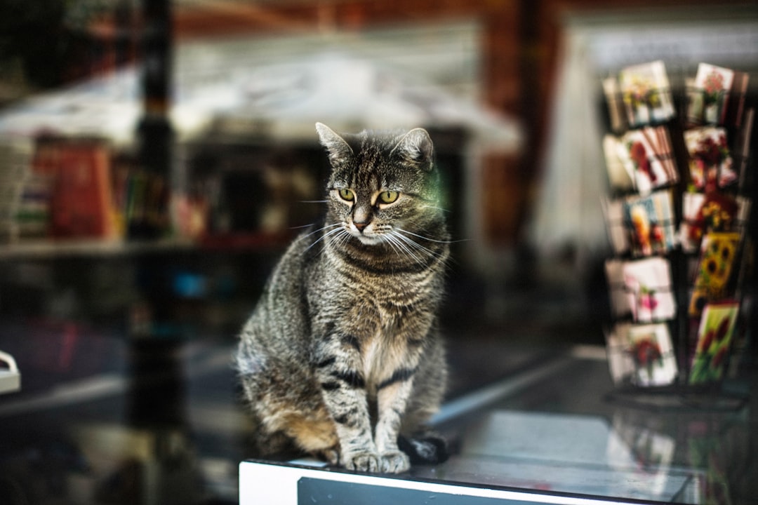 Adoptable cat at a pet store adoption event in Milpitas