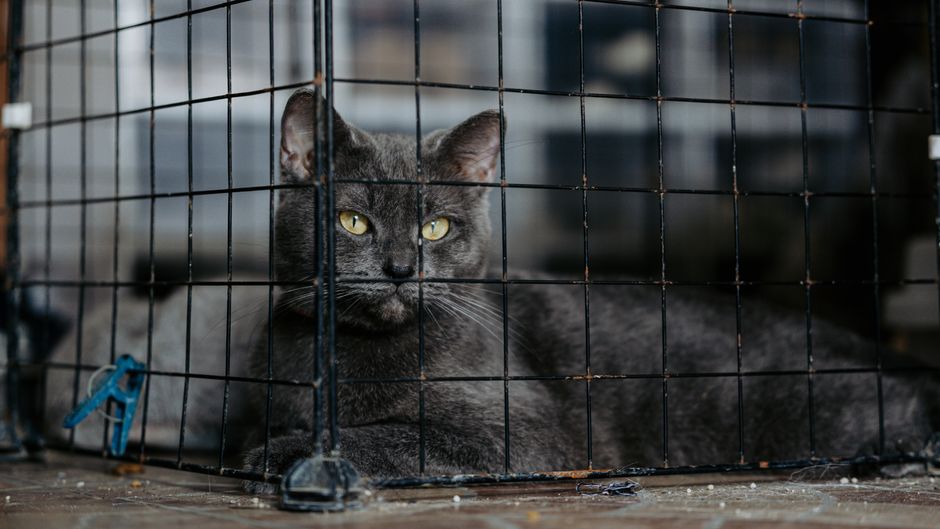 Adoptable cat at the Cats By The Tracks PetSmart adoption center in Sacramento