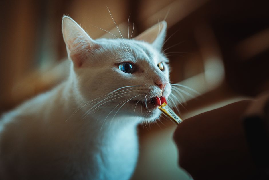 A pill popper device used to safely administer medication to a cat