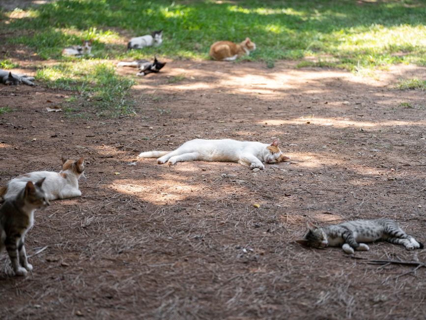 A community cat colony protected under local TNR ordinances