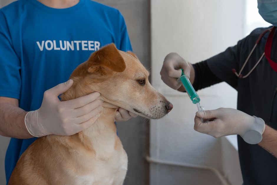 A cat receiving a vaccine at a Rancho Cucamonga area shelter clinic