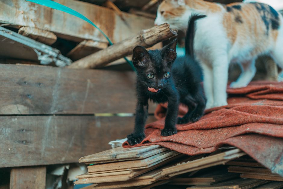 A kitten available for adoption in the Redding, CA area