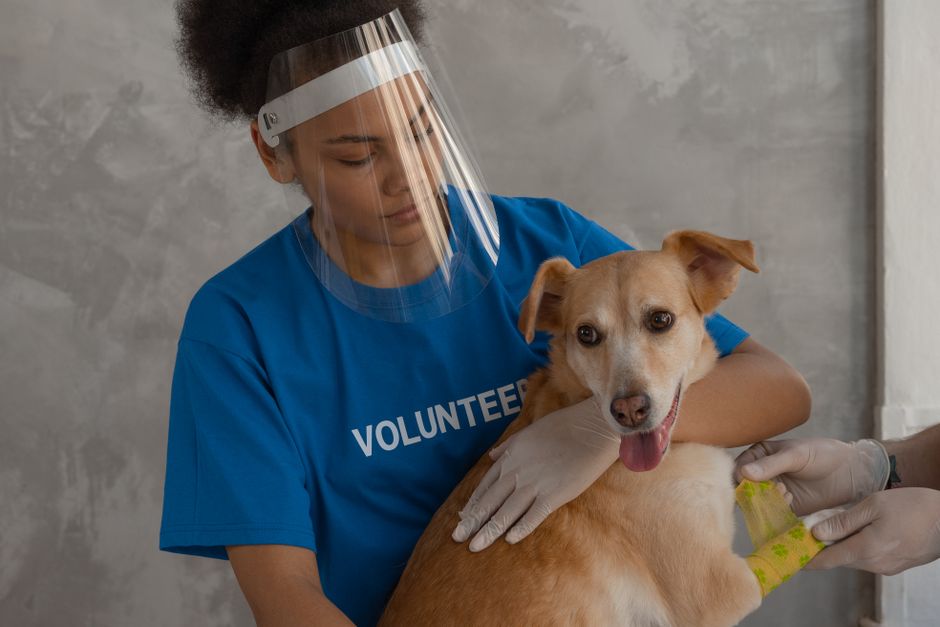 A volunteer holding a senior cat available for adoption in Redding