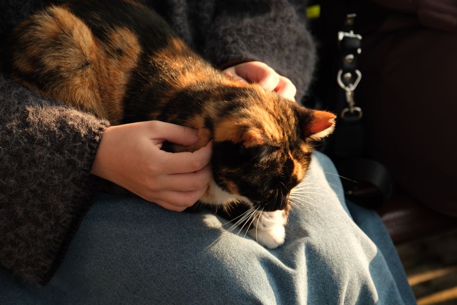 A relaxed cat during a calm at-home nail trim session