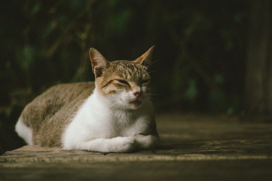 A relaxed cat resting with its natural, untrimmed whiskers