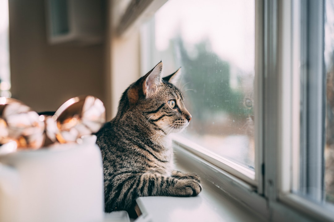 Renting with a Cat: Pet Deposits, Landlord Letters & Tips