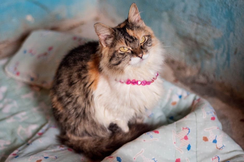 A rescued cat success story demonstrating donation impact