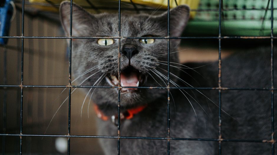 A cat available for adoption through Riverside County Department of Animal Services