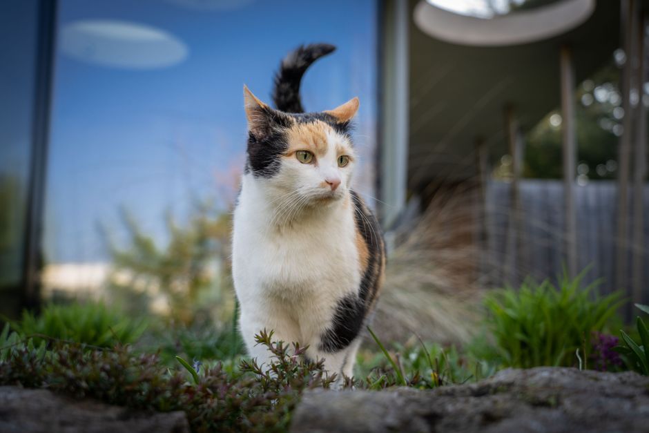 A newly adopted cat in its new Roseville home