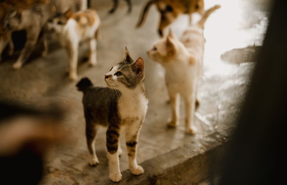 A family adopting a cat together in Salinas, CA