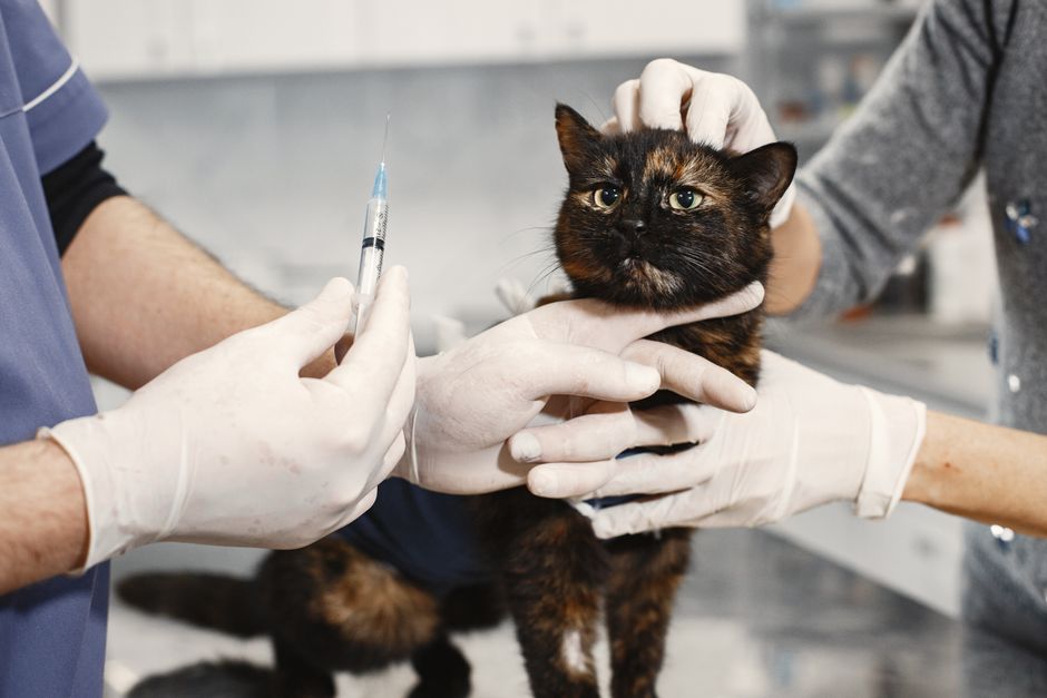 A cat receiving a veterinary exam as part of the adoption process
