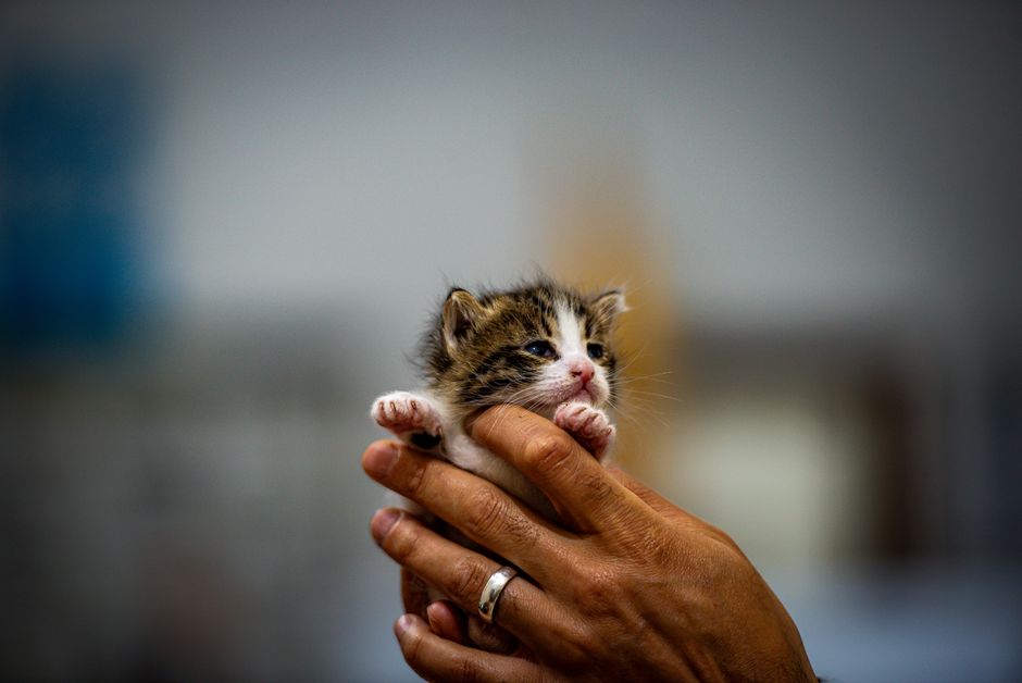 A cat available for adoption at a San Diego Humane Society campus