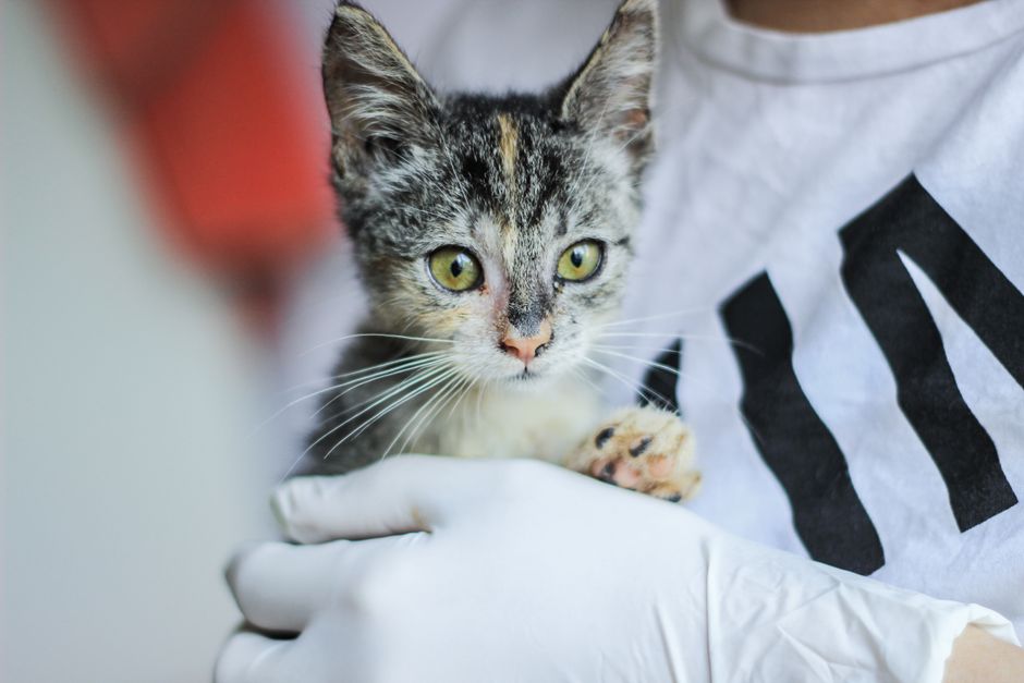 A cat available for adoption at the San Diego Humane Society Escondido campus