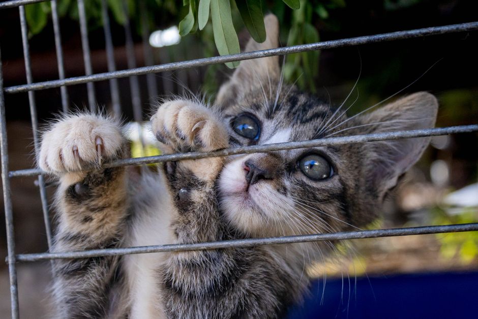 A kitten available for adoption through San Diego Humane Society