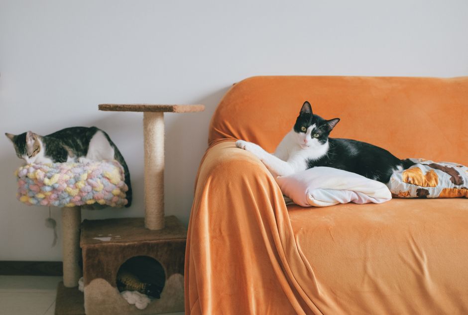 A newly adopted cat exploring its new San Francisco home