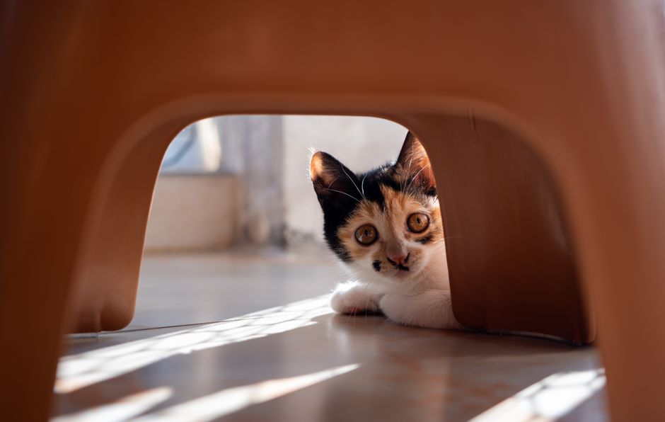 A kitten playing in a San Francisco area shelter enrichment space